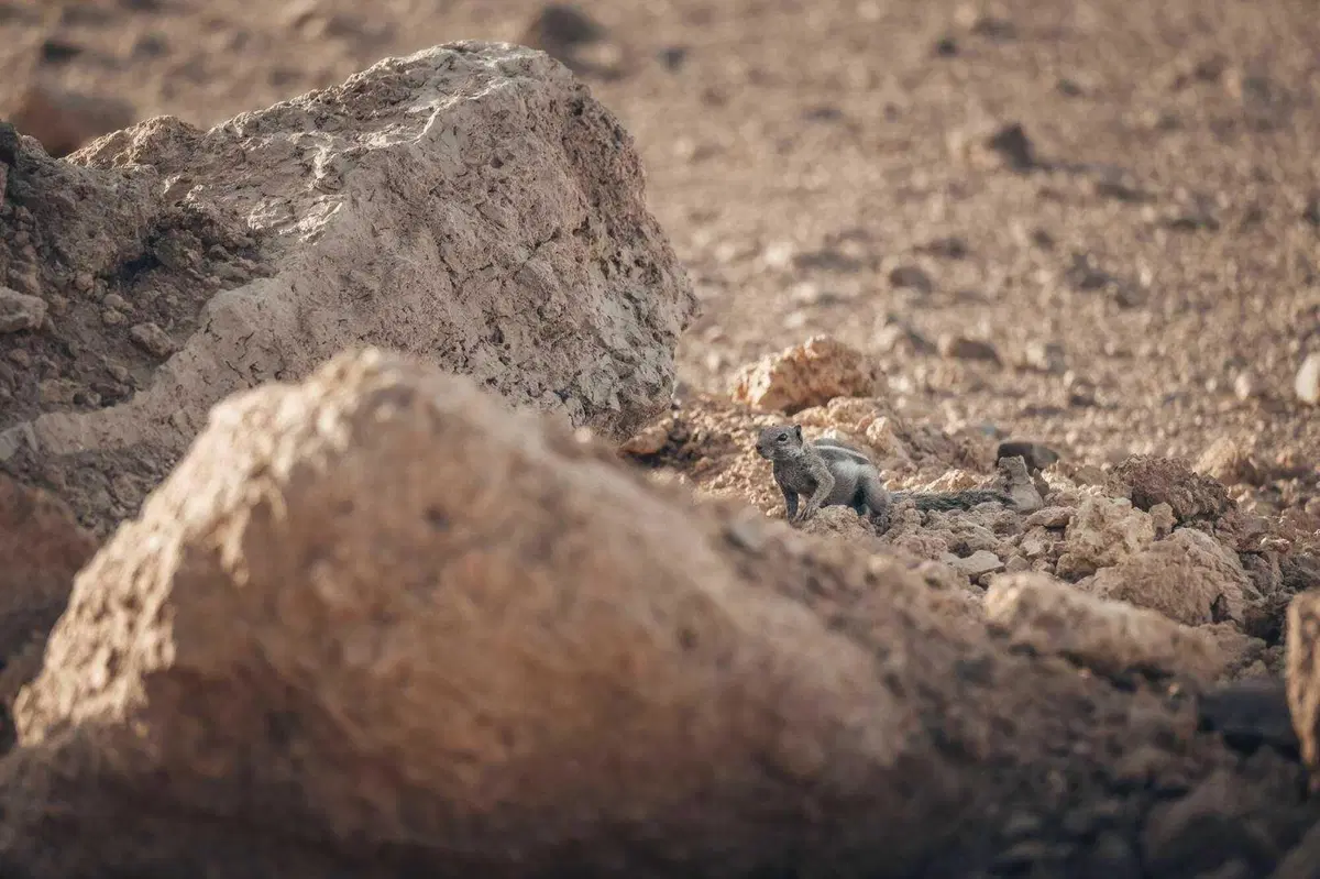 Africa Eco Race 2022. Le Foto Esagerate [GALLERY]  (36)