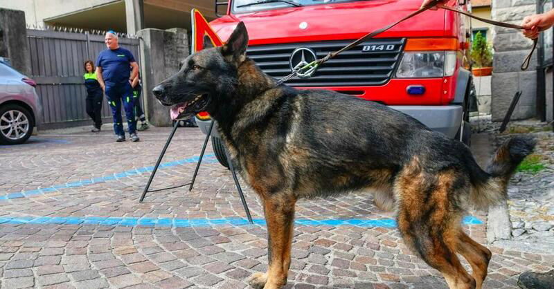 Tavernerio, uomo azzannato da due cani lupo mentre guidava lo scooter