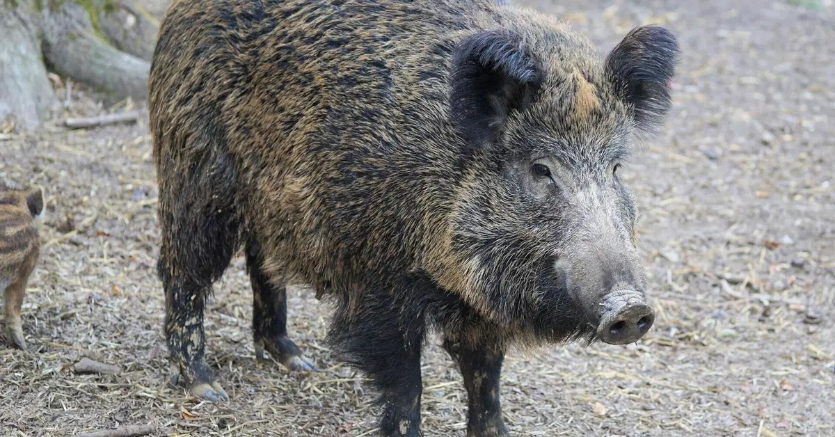 Scontro motociclista-cinghiale a Roma: l'animale morto sul colpo, l'uomo gravissimo