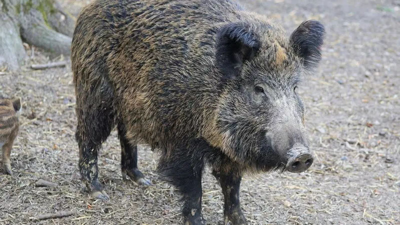 Scontro motociclista-cinghiale a Roma: l'animale morto sul colpo, l'uomo gravissimo