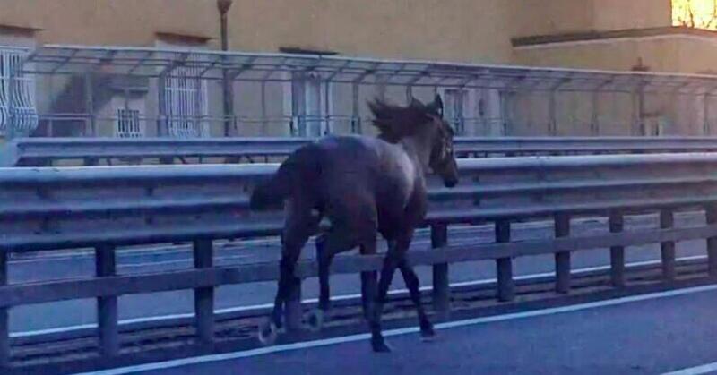 Messina. Cavallo scappa in autostrada, disastro sfiorato