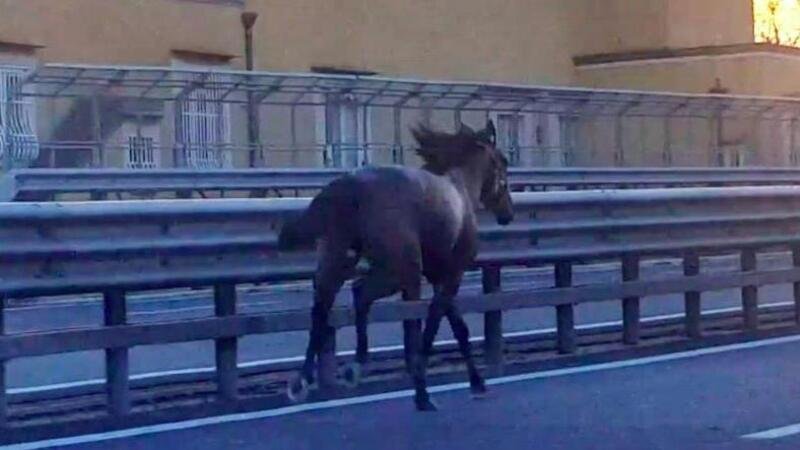 Messina. Cavallo scappa in autostrada, disastro sfiorato