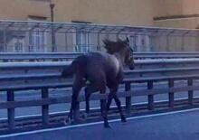Messina. Cavallo scappa in autostrada, disastro sfiorato