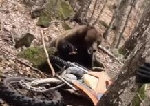 Endurista attaccato da un orso nel bosco, salvo grazie al rombo delle moto [VIDEO]