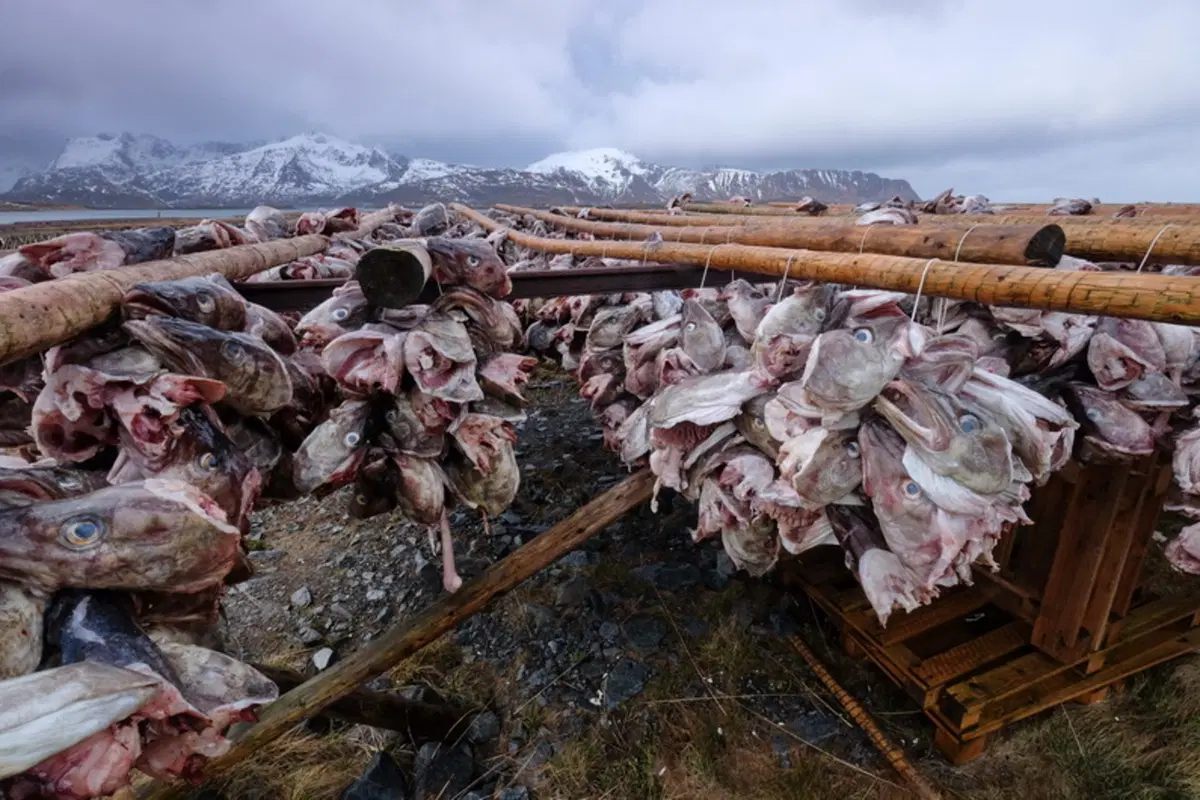 Planet Explorer 6, Norway: Day 6 (11)