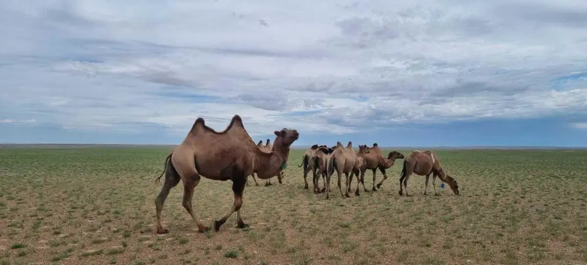 Leg in bag. Ep.5: da Ulaanbaatar alla Mongolia centrale (14)