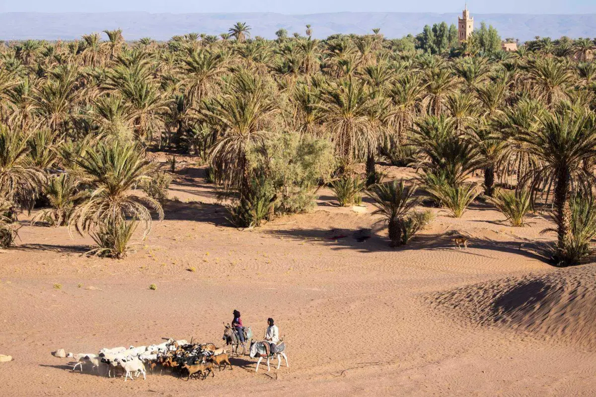 Rally-Raid. Marocco D2. Al Attiyah, Toyota, Campione del Mondo. A Schareina, Honda, la 2a delle Moto (15)