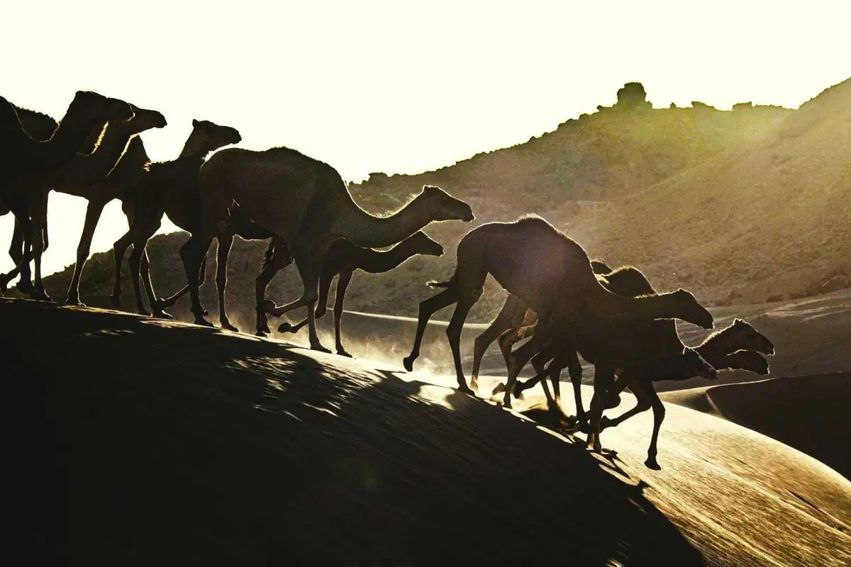 Rally-Raid. Marocco D2. Al Attiyah, Toyota, Campione del Mondo. A Schareina, Honda, la 2a delle Moto (14)