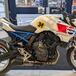 Suzuki GSX-8S con i colori di Kevin Schwantz, il pilota leggendario che fa sognare