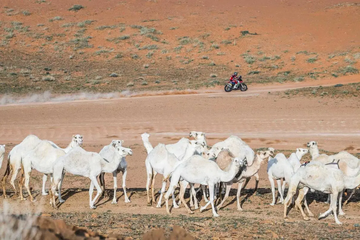 Dakar 24. S9. Al Ula. Attacco Honda, protezione Audi [GALLERY] (12)