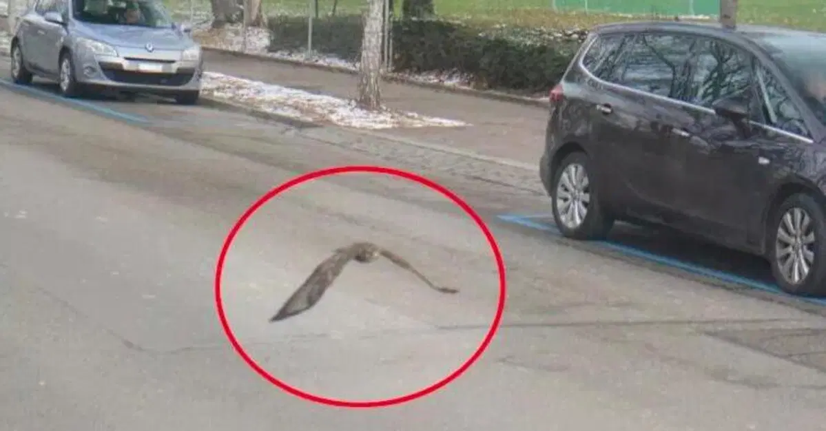 L'autovelox di Zurigo non lascia scampo: fotografato un rapace che volava a pi&ugrave; di 30 km/h