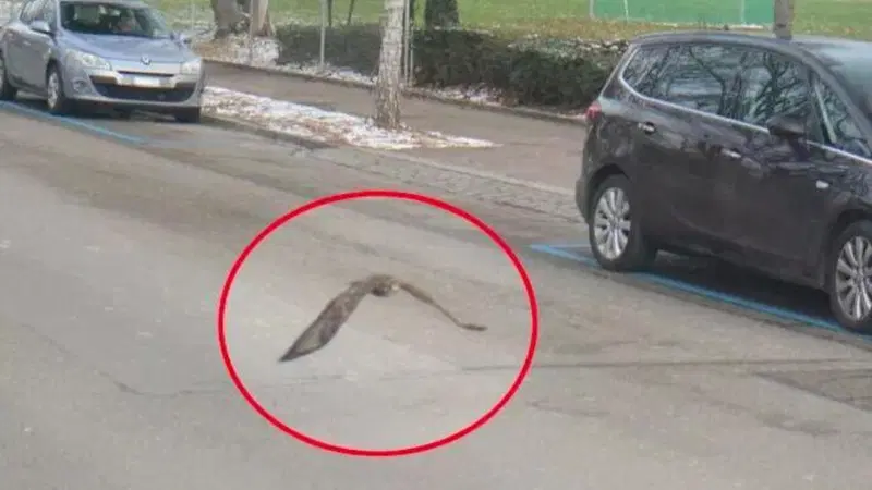 L'autovelox di Zurigo non lascia scampo: fotografato un rapace che volava a pi&ugrave; di 30 km/h