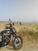 Triumph Street Scrambler 900 (2019 - 20) (9)