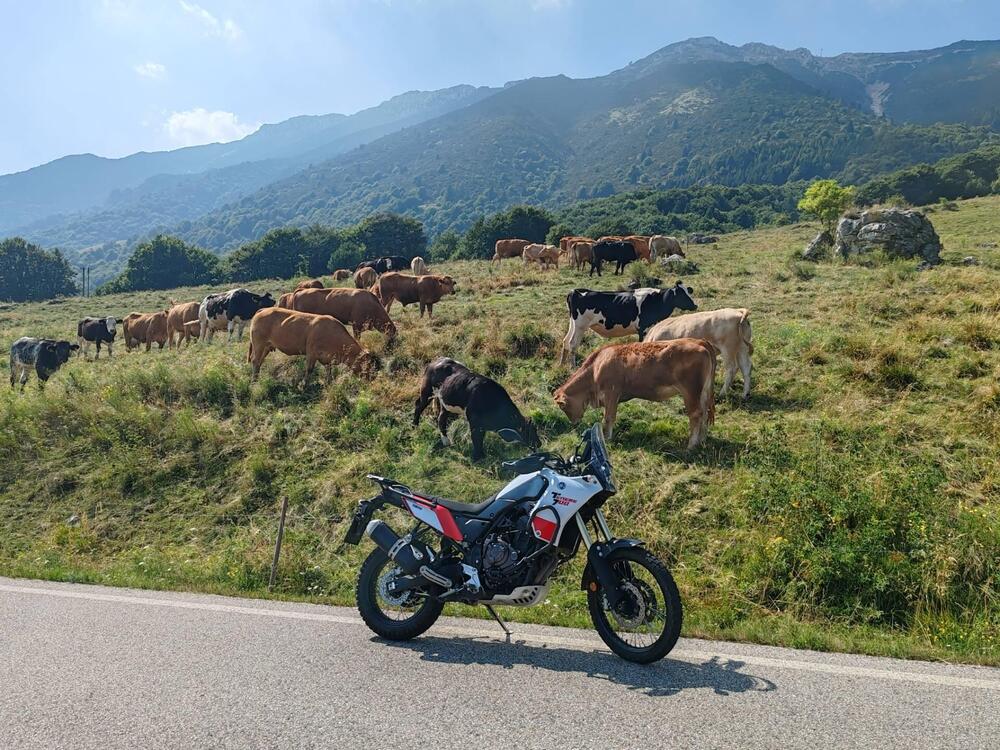 Yamaha Ténéré 700 (2019 - 20) (2)