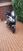 Honda NT 1100 Urban DCT (2022 - 24) (6)