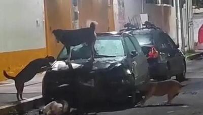 Un&#039;auto &quot;sbranata&quot; in Messico dai cani randagi, il video &egrave; virale 