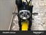 Ducati Scrambler 800 Icon (2015 - 16) (11)