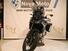 Bmw F 850 GS (2021 - 24) (9)