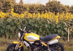 Ducati Scrambler 1100 (2018 - 20) usata