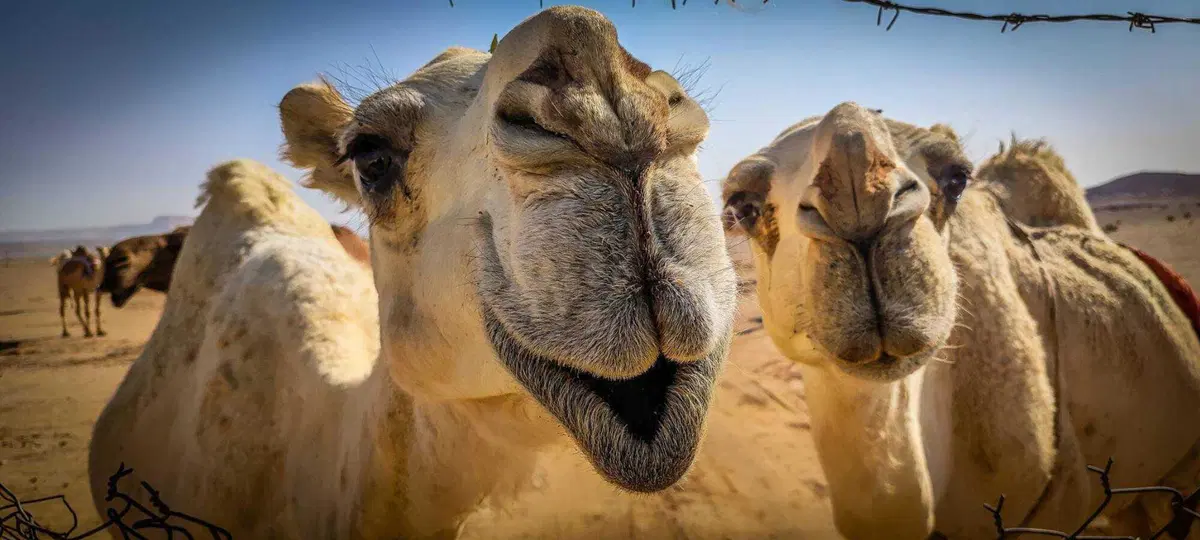 Africa -2, Arabia -7. Meno Zero: gli AUGURI! (10)
