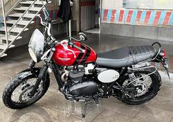 Triumph Scrambler 900 (2023 - 25) usata