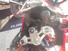 QJ Motor SRK 800 RR (2024 - 25) (6)