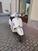Vespa GTS 310 Super Tech (2025) (12)