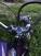 Sunbeam S8- 500 cc., Chopper anno 1955 (11)