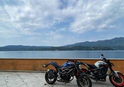 Suzuki SV650 (2021 - 24) usata