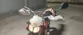 Aprilia SX 50 (2006 - 17) (7)