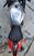 Aprilia RSV4 RR (2017 - 18) (6)