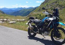 CFMOTO 450MT (2024 - 25) usata