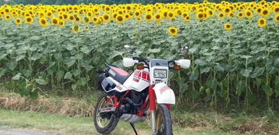 Yamaha Tenere 600 34l d'epoca