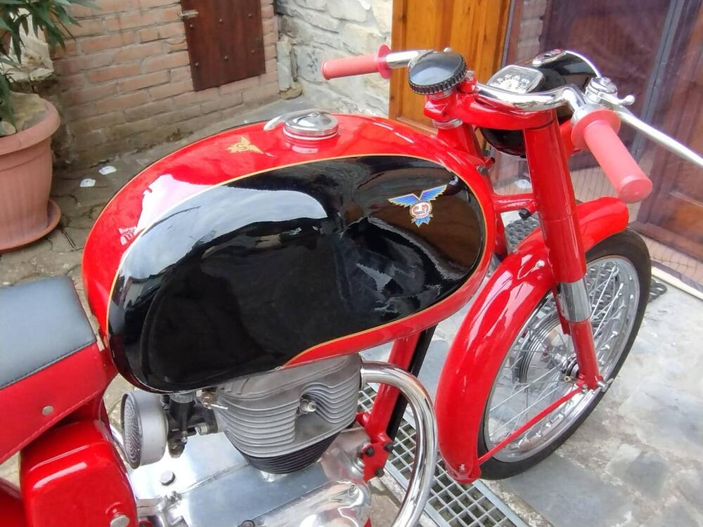 C.M. Francolino  (4)