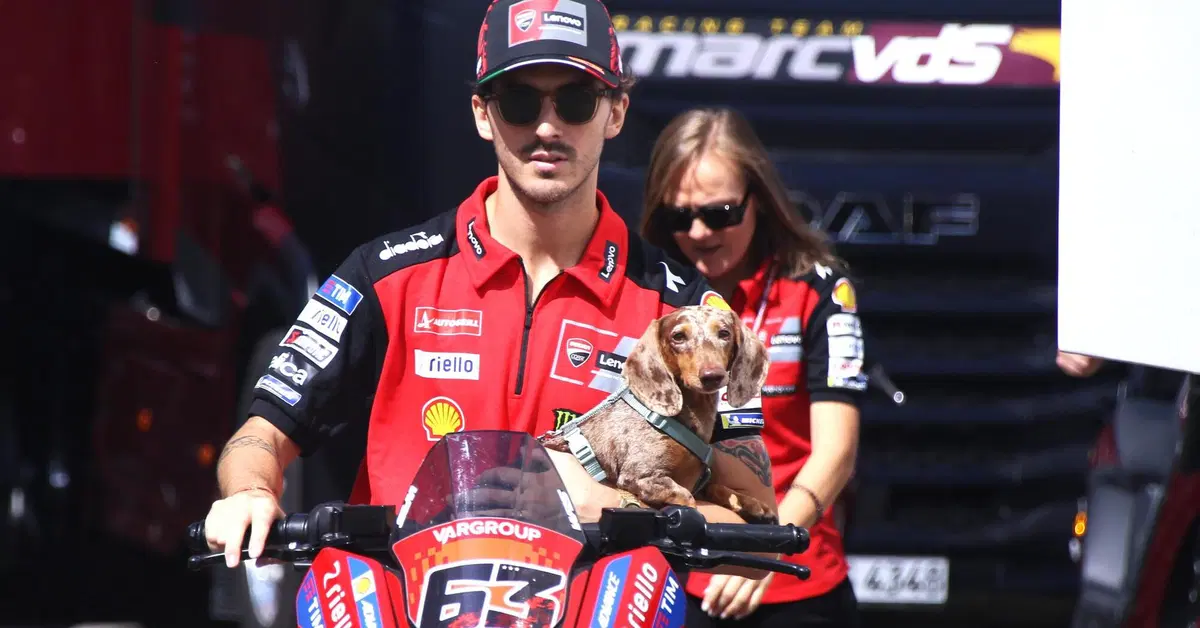 MotoGP 2025. GP di San Marino. Pecco Bagnaia insieme al cane Turbo: "Obiettivo per Misano? Top 5"