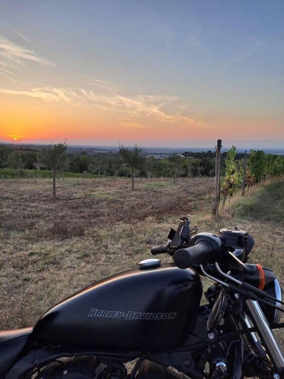 Harley-Davidson 883 Iron (2009 - 11) - XL 883N (5)