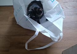 Aprilia Atlantic 500 (2005 - 11) usata