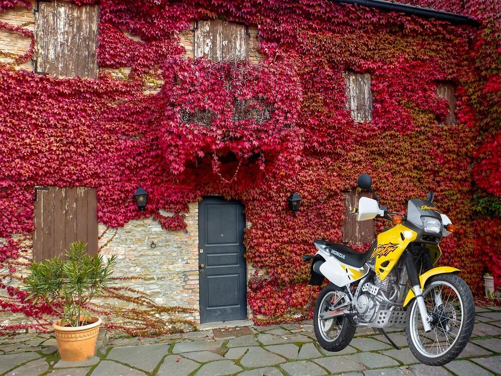 Honda NX 650 Dominator (1996 - 02) (4)