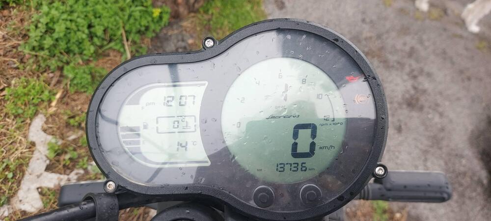 Benelli Leoncino 500 (2021 - 25) (4)