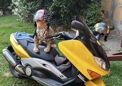 Yamaha T-Max 500 (2001 - 03) usata