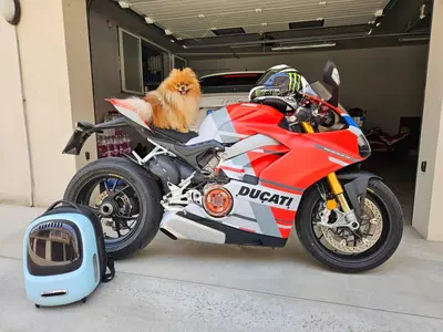 Ducati Panigale V4 S 1100 Corse (2019) usata