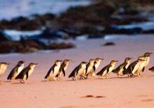 Michael Scott su Phillip Island: solo i pinguini saranno contenti