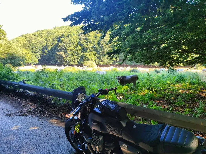 Moto Guzzi V7 Stone (2021 - 24) (9)