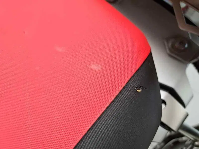 Bmw R 1250 GS Adventure (2021 - 24) (6)