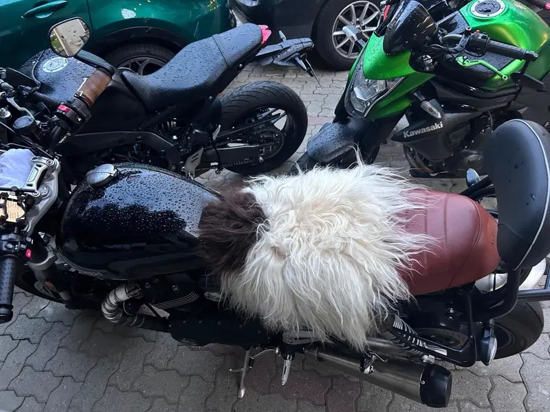 Triumph Speed Twin 1200 (2021 - 24) (10)