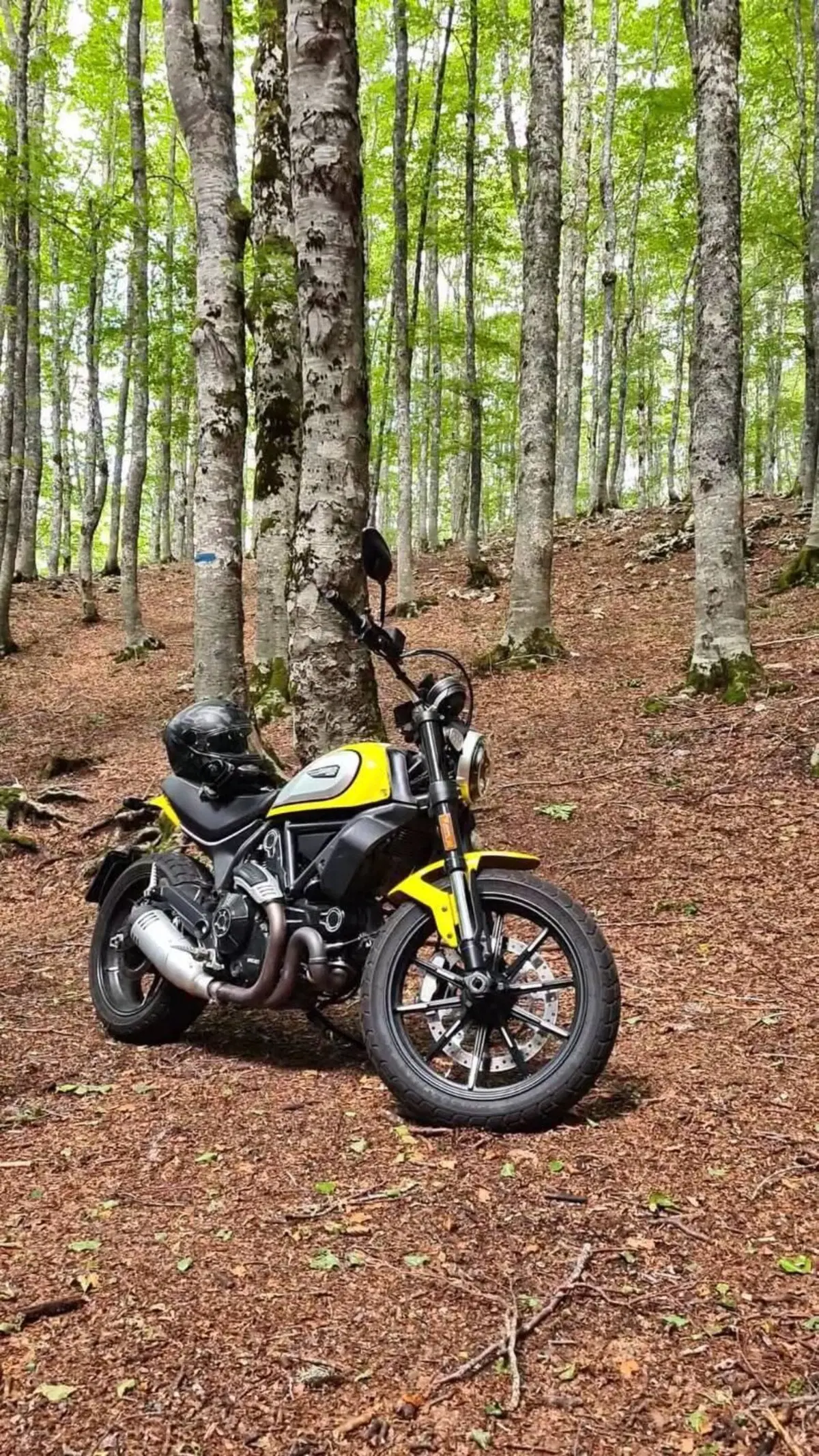 Ducati Scrambler 800 Icon (2021 - 22)