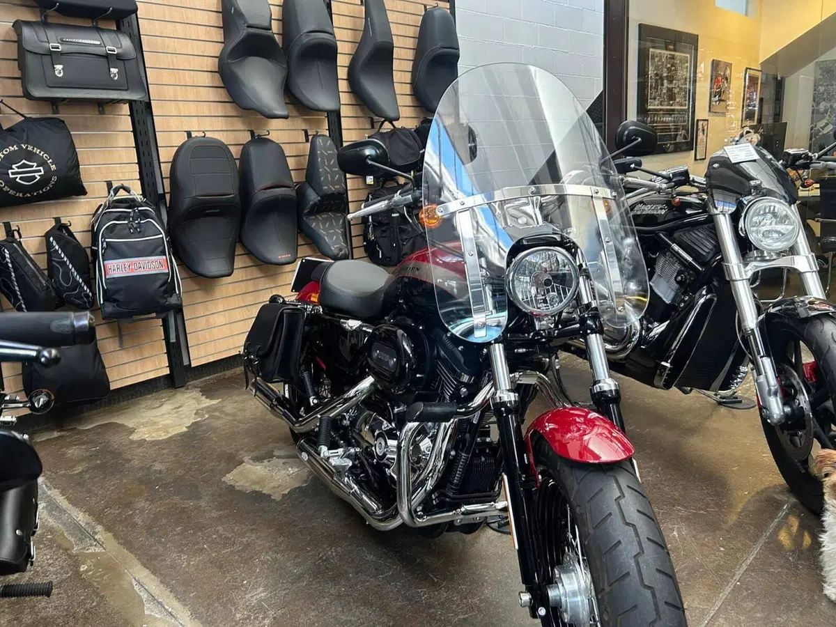 Harley-Davidson 1200 Custom (2018 - 20) - XL1200C (4)