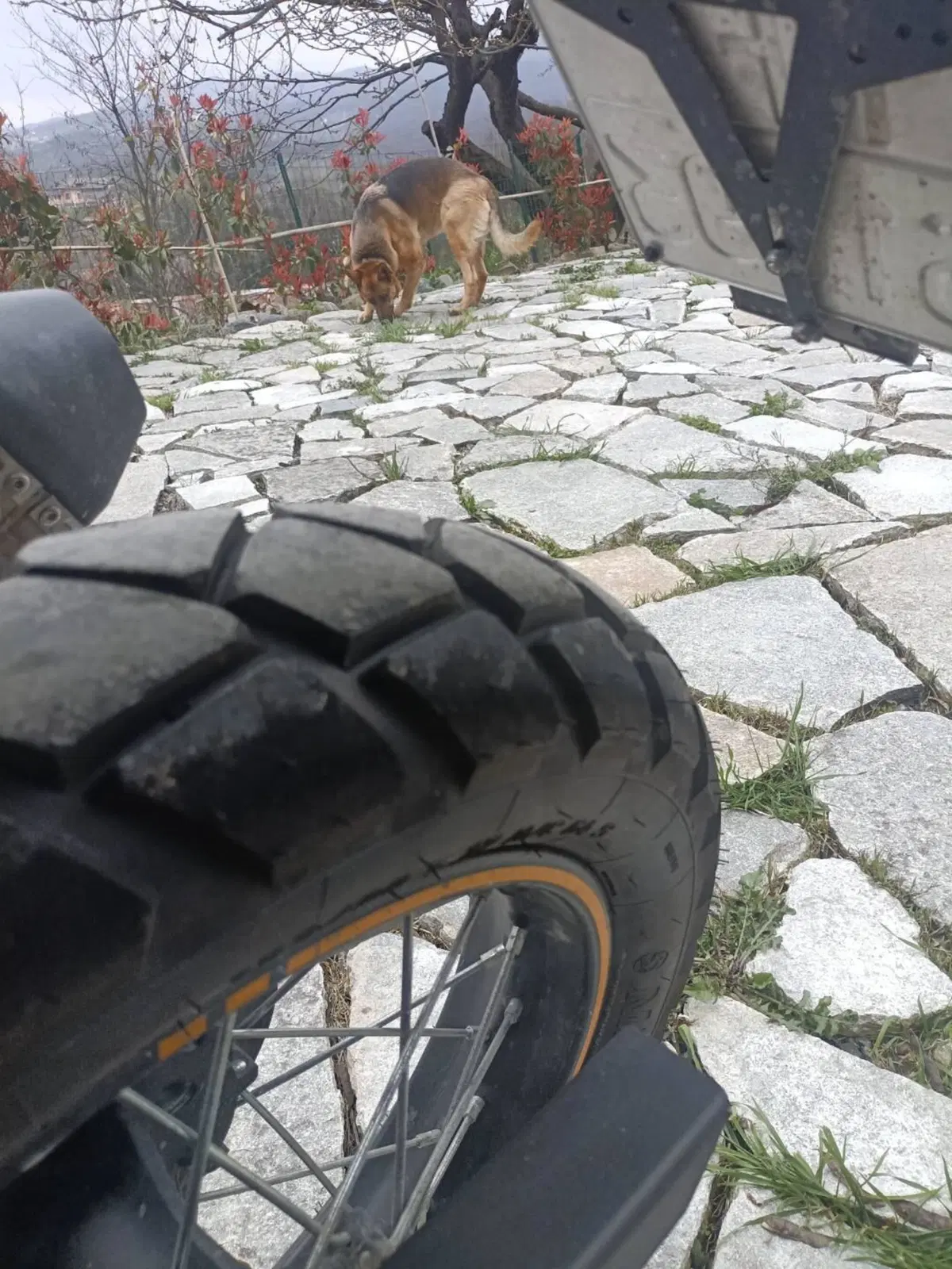 Royal Enfield Scram 411 (2022 - 24) (9)