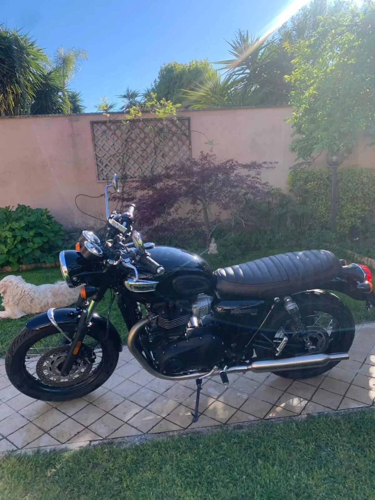 Triumph Bonneville T100 (2021 - 25) (2)