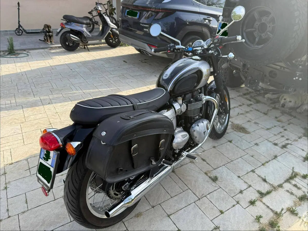 Triumph Bonneville T120 Icon Edition (2025 - 26) (2)